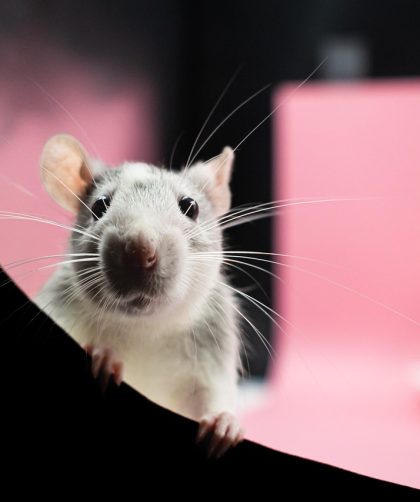 Dezinsecție în București